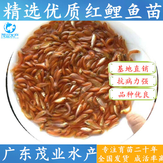 广州 【精选】兴国红鲤鱼苗 品种优良 放生观赏 全国发货√