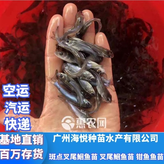 广州 良种 斑点叉尾鮰鱼苗 叉尾鮰鱼苗 钳鱼鱼苗 叉尾鱼鱼苗活体