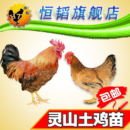 南宁 灵山土鸡苗土1.5土2活体小鸡苗批发土鸡种苗养殖