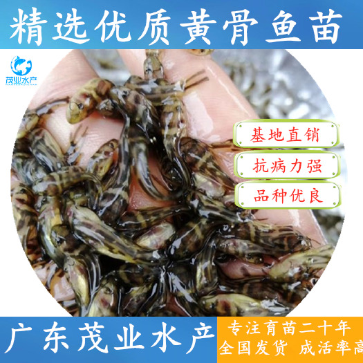 广州 【精选】单性黄骨鱼苗 杂交黄颡鱼苗 水花 全国发货√
