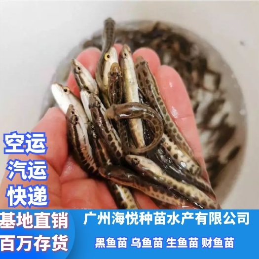 广州 黑鱼苗 乌鱼苗 生鱼苗 财鱼苗