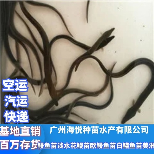 广州鳗鱼苗 淡水苗 欧鳗鱼苗 白鳝鱼苗 美洲鳗 河鳗苗