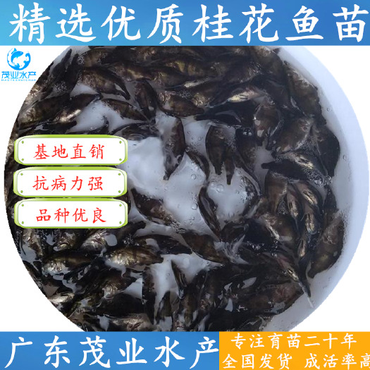 广州 精选【桂鱼苗】翘嘴桂花鱼苗 鳜鱼苗 全国发货√
