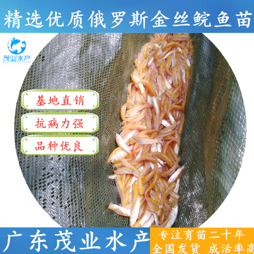广州 【品种优良】俄罗斯金草鱼苗 红色鲩鱼苗 金丝鲩鱼苗√