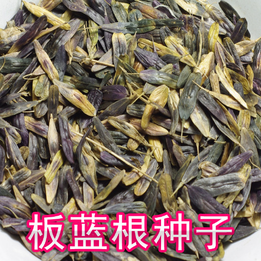  春播大叶板蓝根种子中药材种苗大青根大青叶种籽菘蓝籽优正品