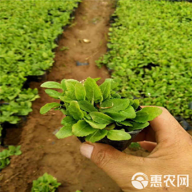  墨西哥鼠尾草地被鼠尾草 紫色花海观赏草 耐寒易种露天花海