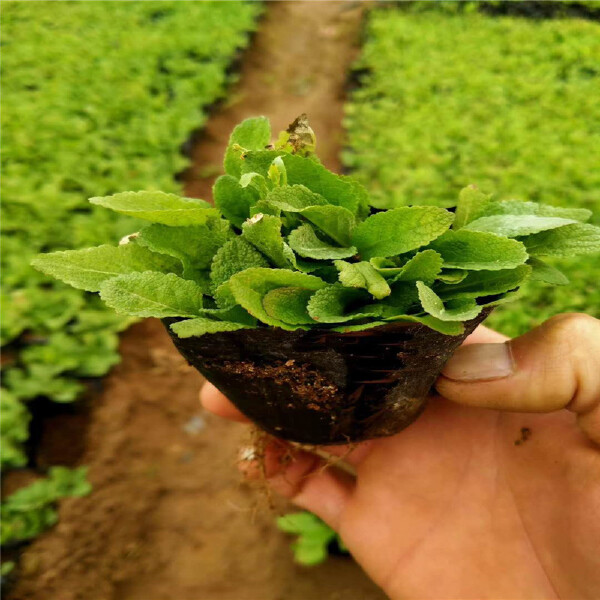  墨西哥鼠尾草地被鼠尾草 紫色花海观赏草 耐寒易种露天花海