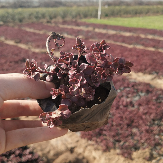 青州市 批发多肉玫瑰红叶景天盆栽 胭脂红小苗植物 耐寒宿根花卉