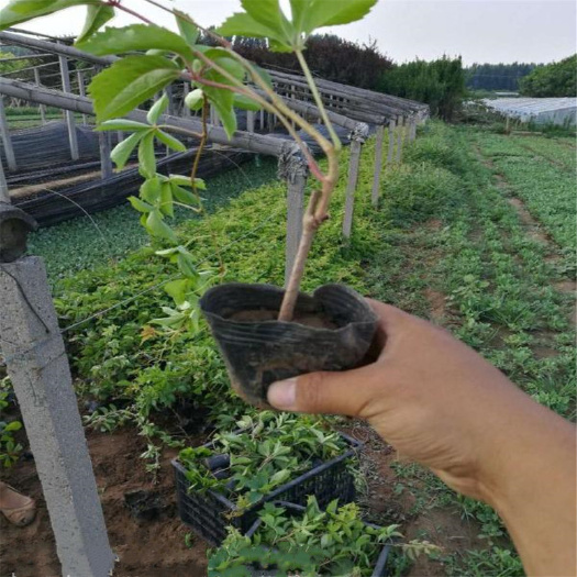青州市 批发爬藤五叶地锦 爬墙高手爬墙虎 爬山虎量大优惠
