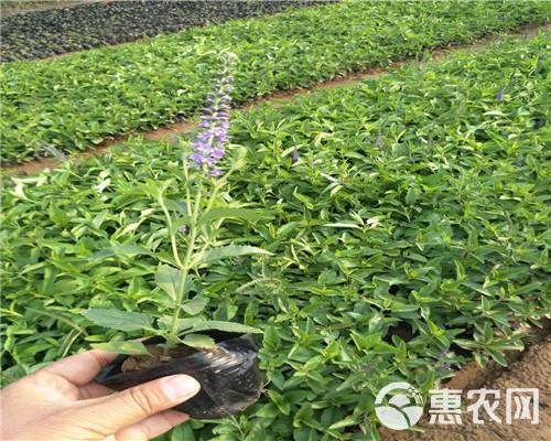  墨西哥鼠尾草地被鼠尾草 紫色花海观赏草 耐寒易种露天花海