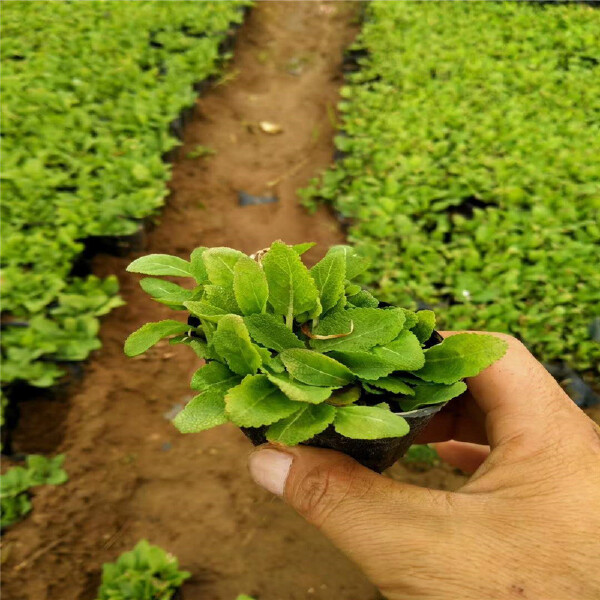  墨西哥鼠尾草地被鼠尾草 紫色花海观赏草 耐寒易种露天花海