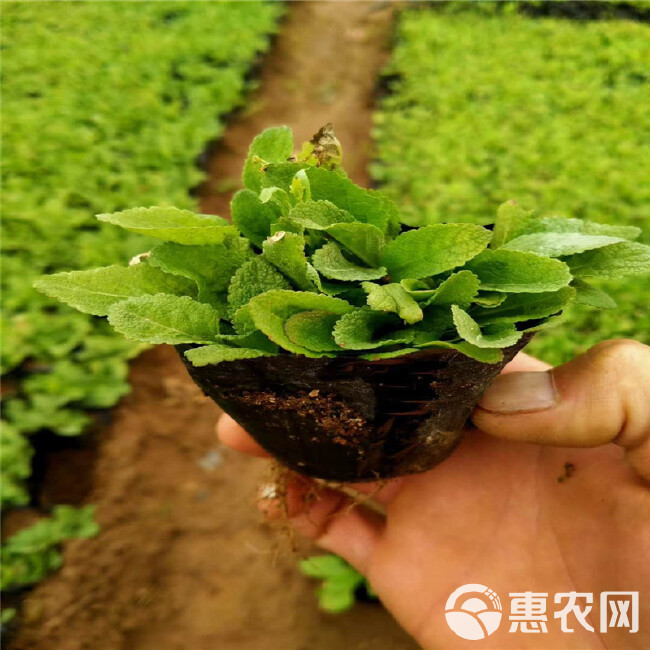  墨西哥鼠尾草地被鼠尾草 紫色花海观赏草 耐寒易种露天花海