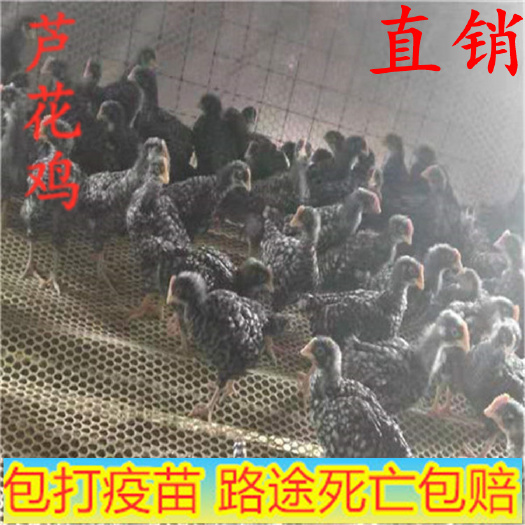 嘉祥县 芦花鸡，芦花鸡苗价格美丽