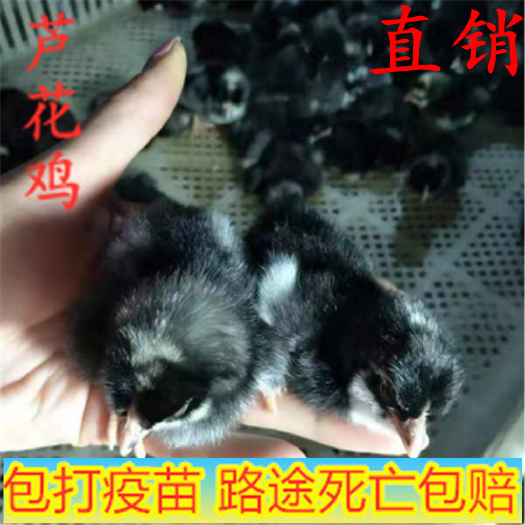 嘉祥县 芦花鸡，芦花鸡苗价格美丽