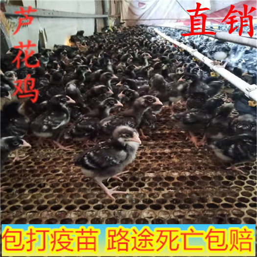 嘉祥县 芦花鸡，芦花鸡苗价格美丽