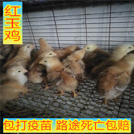 嘉祥县 红玉鸡苗，山东大红公鸡，价格美丽