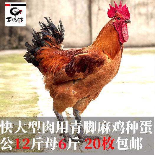 成都快大型麻青脚麻鸡种蛋受精率受精蛋温氏A2人工受精