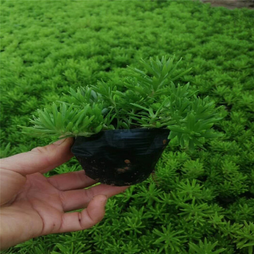 青州市 金叶佛甲草盆栽 耐热耐寒 观赏隔热绿化植物 草坪青叶佛甲草