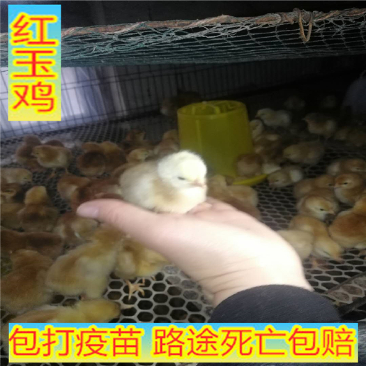 嘉祥县 红玉鸡苗，山东大红公鸡，价格美丽