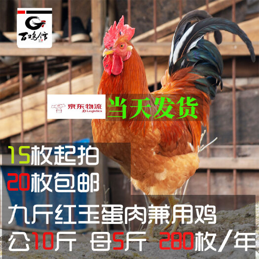 广汉市九斤红玉蛋肉兼用鸡种蛋可孵化九斤红青脚麻三黄鸡苗种苗
