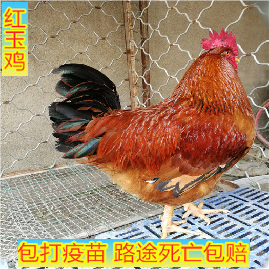 嘉祥县 红玉鸡苗，山东大红公鸡，价格美丽