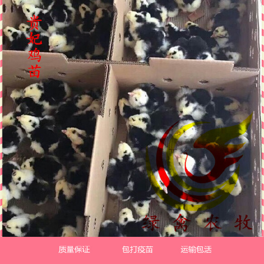 广州贵妃鸡苗 成活率高 出厂必打疫苗 常年出售 惠农优选