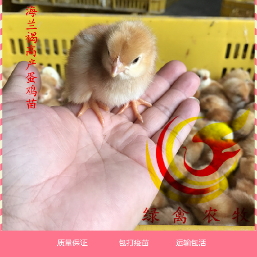 广州 高产蛋鸡苗 海兰褐蛋鸡苗 年产蛋300 红褐色蛋壳 包运输