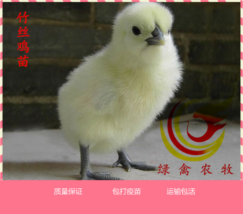 广州 白凤乌鸡 竹丝鸡苗 滋养补身 竹六出壳苗 包打疫苗