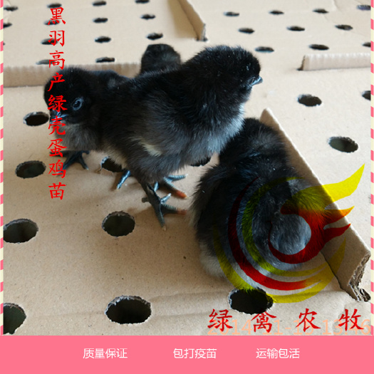 广州 黑羽高产绿壳蛋鸡苗 惠农优选 出厂必打疫苗 成活率高