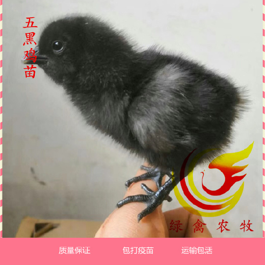 广州 五黑鸡苗 纯种五黑鸡苗 绿壳率高90% 成活率高