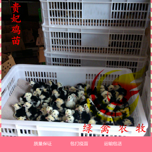 广州贵妃鸡苗 纯种贵妃鸡苗  贵妇鸡苗 可发全国主要城市