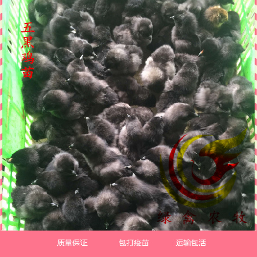 广州 脱温五黑鸡 五黑一绿蛋鸡苗 绿壳率高达90% 出壳苗活体