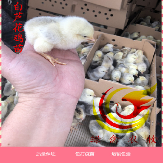 广州 大种白芦花鸡苗 长速快 成活率高 包打疫苗