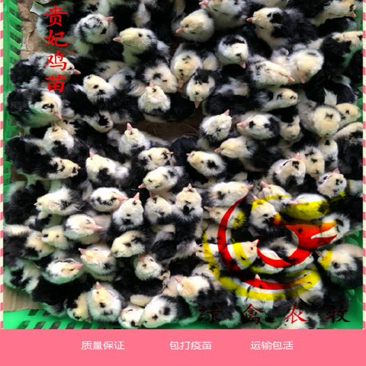 广州贵妃鸡苗 贵妇鸡苗 可发全国主要城市 包打疫苗 包运输