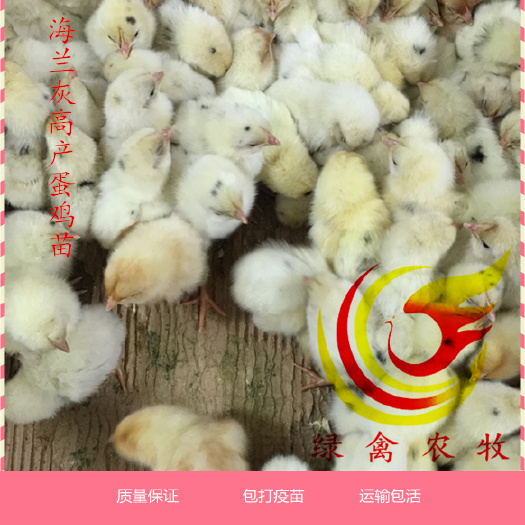 广州 海兰灰高产蛋鸡苗 年产蛋300枚 成活率高 运输包活