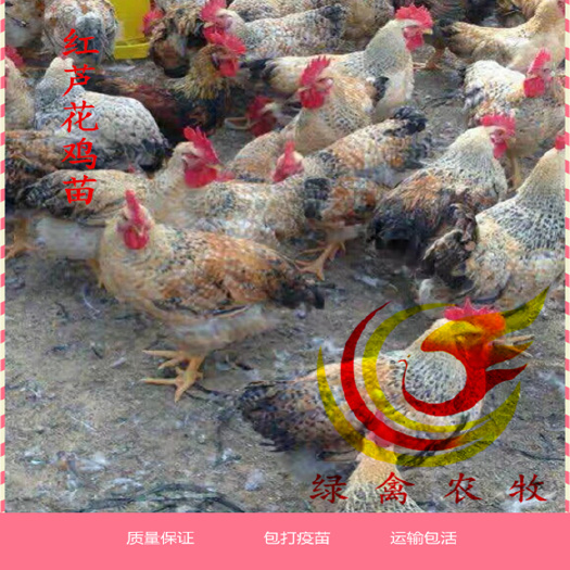 广州 红芦花鸡苗 中速红芦花鸡苗 出壳苗 包打疫苗