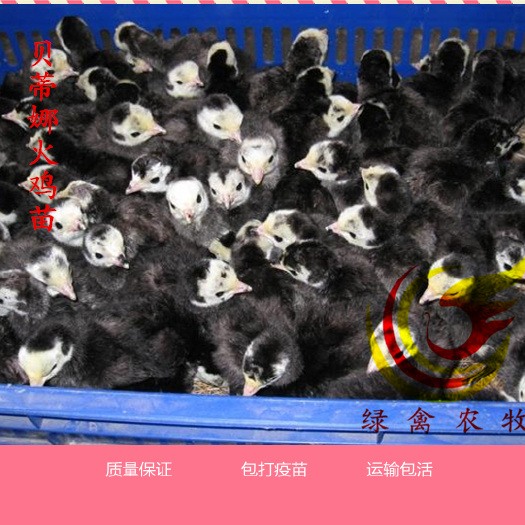 广州 贝蒂纳火鸡苗 黑火鸡  包运输 包死亡 诚信经营