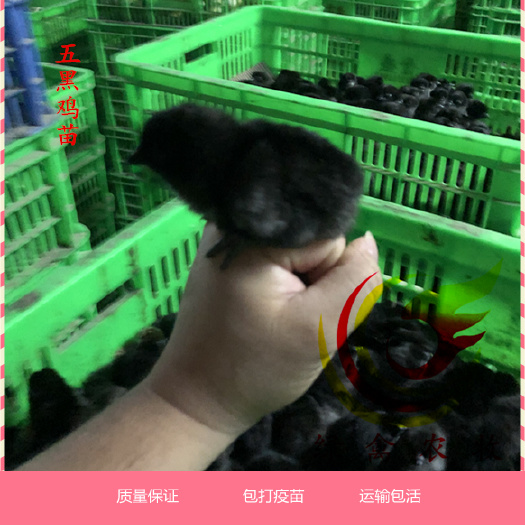 广州 五黑一绿蛋鸡苗 黑毛黑皮黑肉黑骨黑内脏 绿壳 乌骨鸡苗