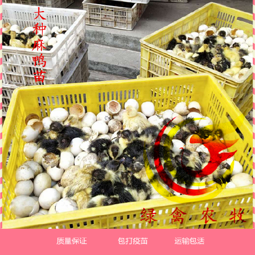 广州大种麻鸭苗 黄麻鸭 包运输 包疫苗 出壳苗活体