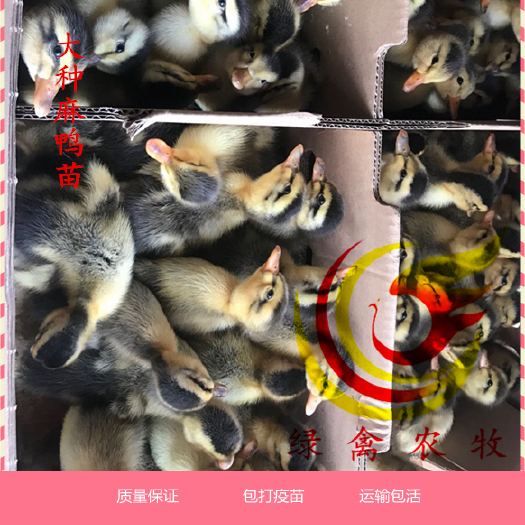 广州麻鸭苗 大种麻鸭苗 公60天6.5斤 包运输 包路损