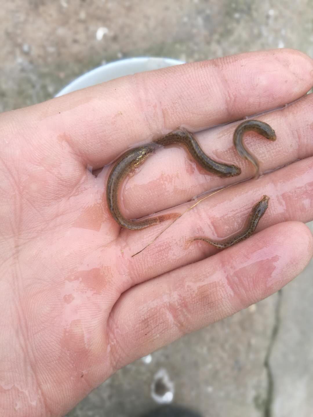  [批发泥鳅苗。量大从优、基地直供、免费送货上门。