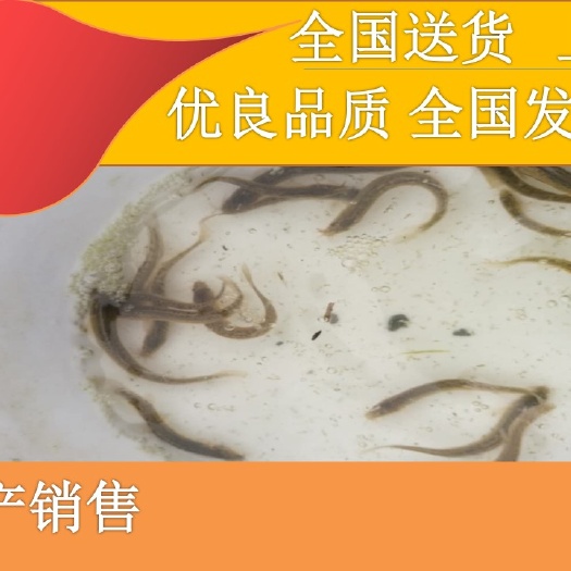 眉山 [批发泥鳅苗。量大从优、基地直供、免费送货上门。
