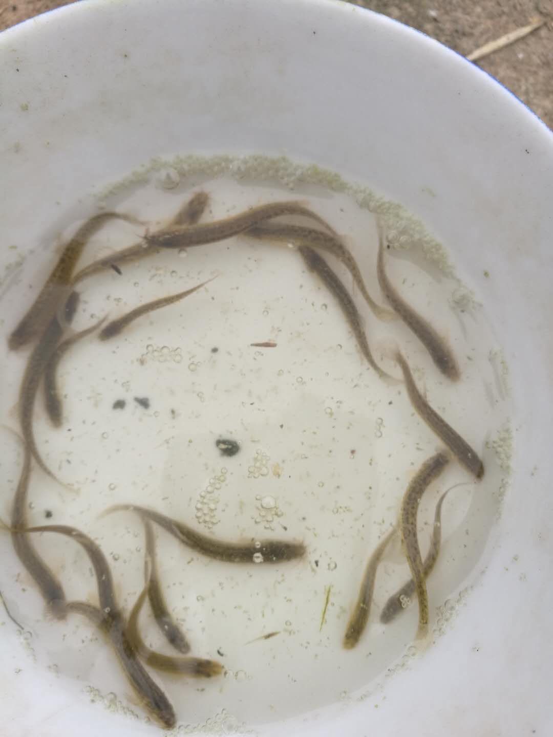  [批发泥鳅苗。量大从优、基地直供、免费送货上门。