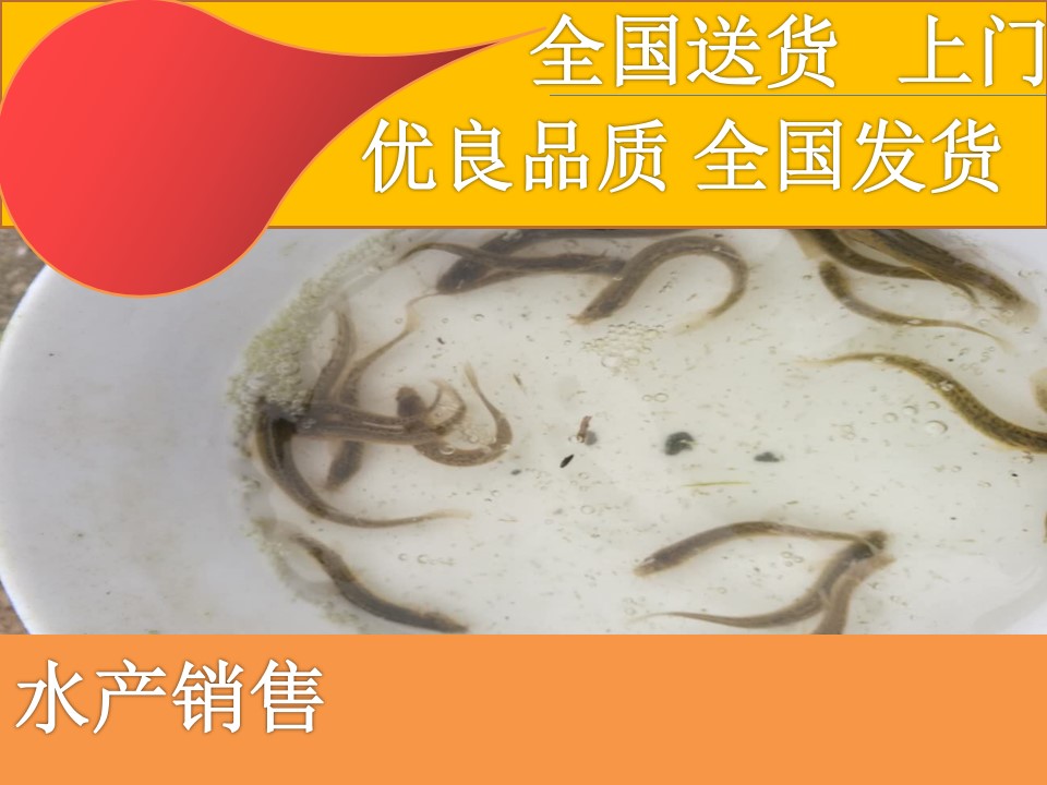  [批发泥鳅苗。量大从优、基地直供、免费送货上门。