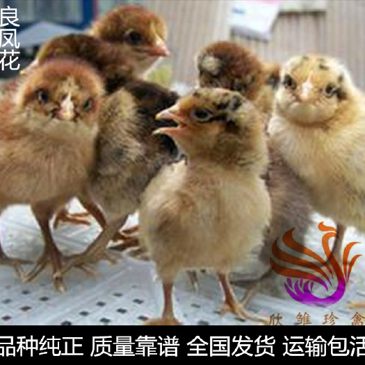 广州 良凤花公鸡苗，红毛大公鸡苗，快大型肉鸡苗，品质优良。