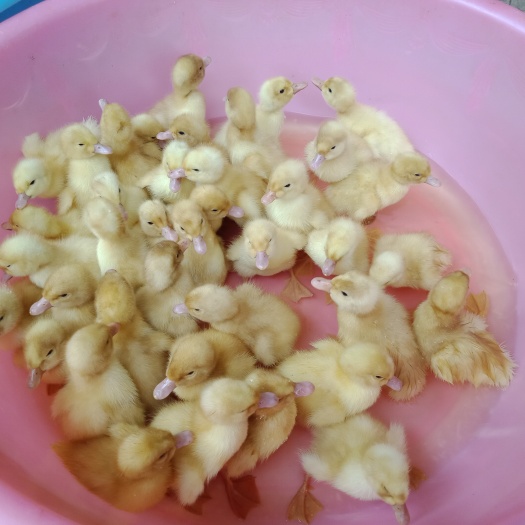 昆明樱桃谷鸭苗  白鸭苗 桂柳鸭  北京鸭苗   全国发货 质量保证