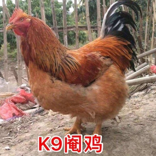 南宁 胡树强鸡苗 882鸡苗 厂家直销