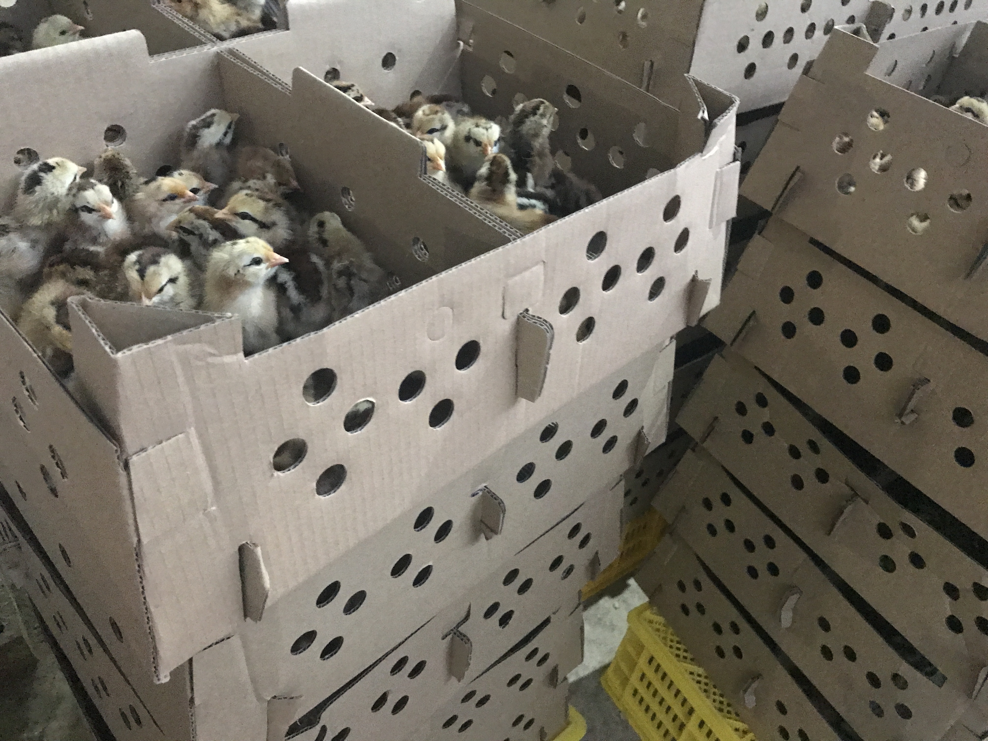 青脚土鸡苗 青脚土鸡V3出壳苗 已打疫苗 包活包赔损