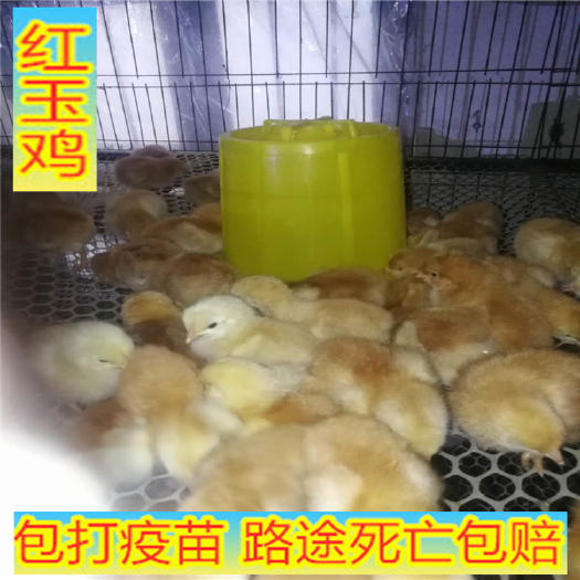 嘉祥县 红玉鸡出壳苗，山东大红公鸡，红玉鸡苗直销