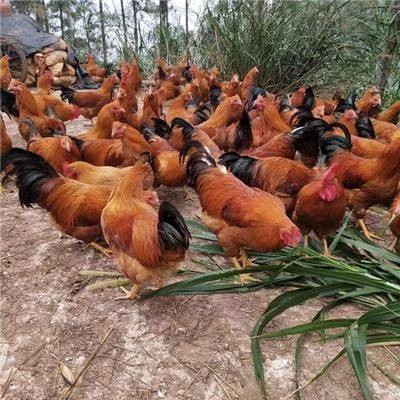 南宁 凤翔鸡苗 厂家直销